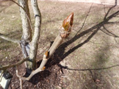Populus lasiocarpa - topol chlupatý - pupen